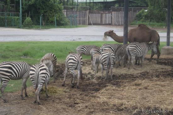 Safari World - Shahar Levy