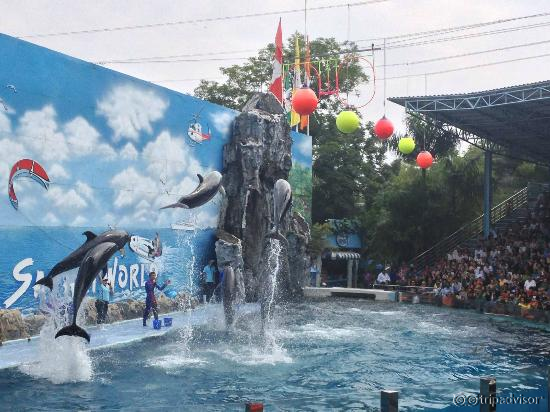 Dolphin show