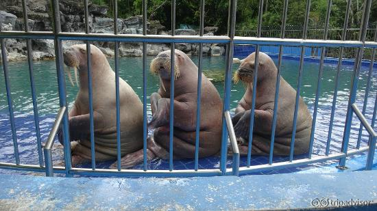 Walrus