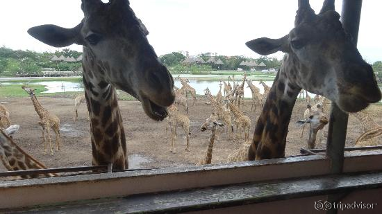 Upclose with Giraffes