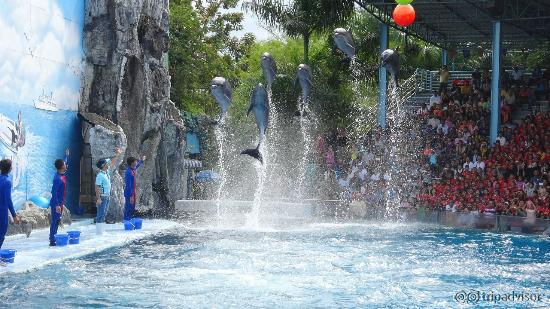 Spectacular dolphins