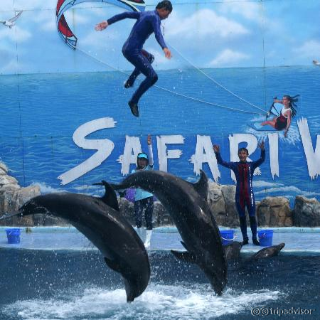 Dolphin Show at the Safari World