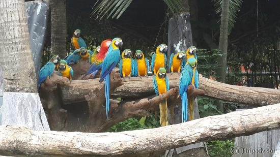 Colorful parrot