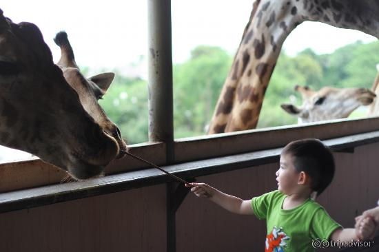 Feeding Time