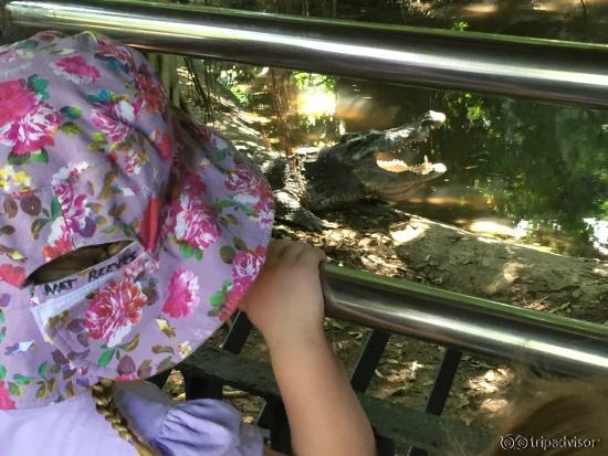 Viewing the crocodiles