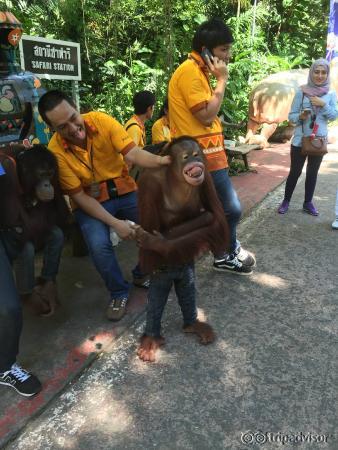 Orangutans