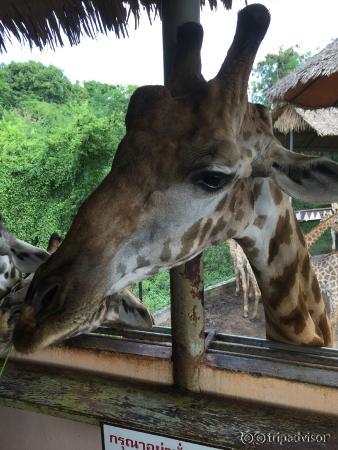 Feeding and patting the giraffes