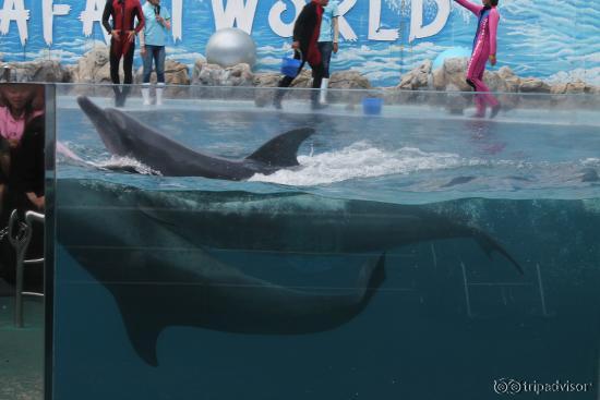 Dolphin show