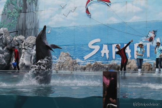 Dolphin show