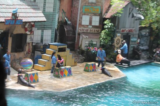 Sea Lion show