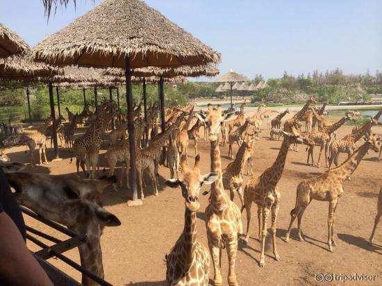 Safari world