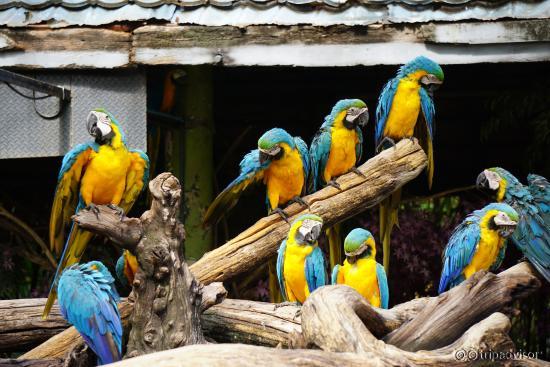 Colourful birds