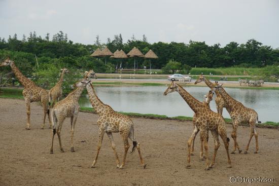 Safari view