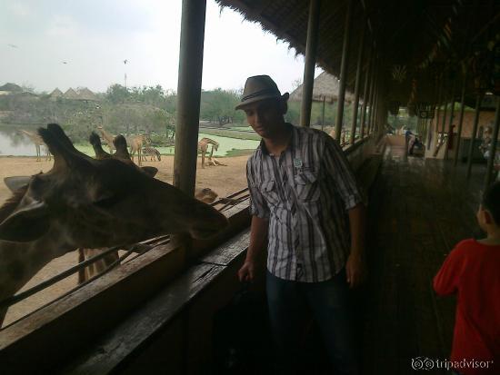 Giraffe