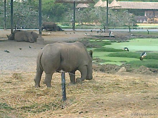 Rhino clicked from the Safari Bus