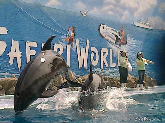 dolphins
