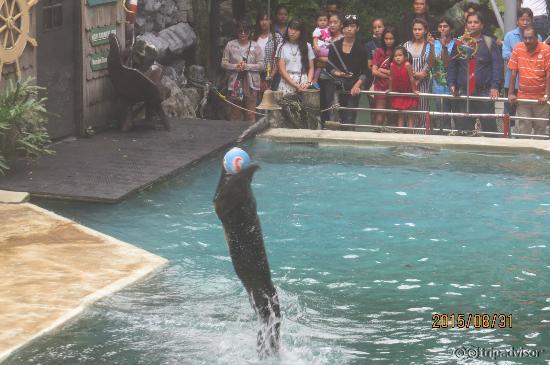 sea lion show