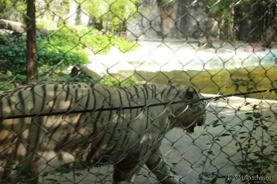 Deplorable conditions of animals
