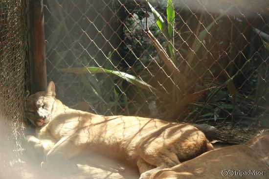 Deplorable conditions of animals
