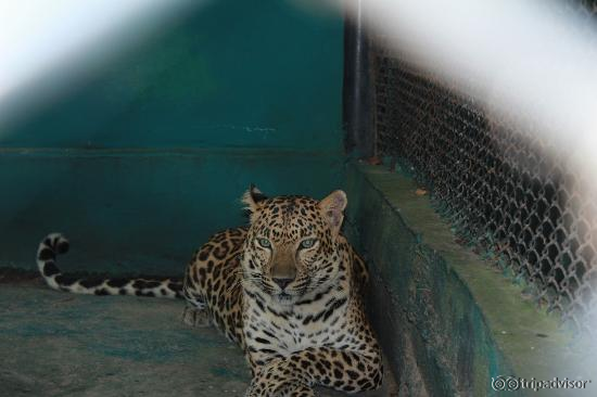 Deplorable conditions of animals