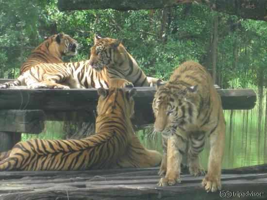 Tigers at Safari World