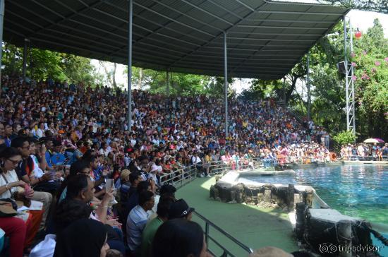 Show
