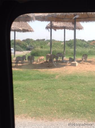 animals