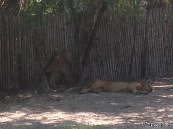linos resting