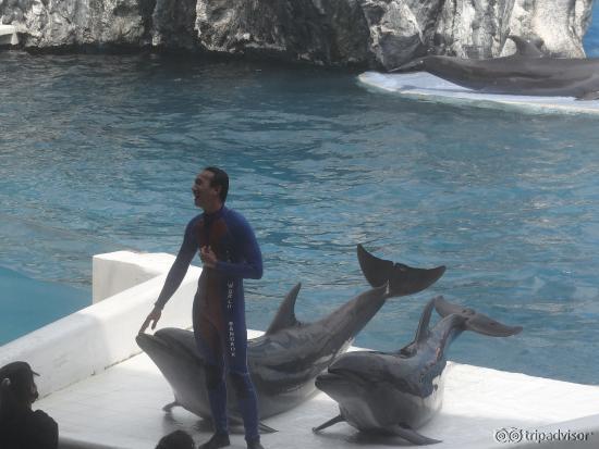 Fabulous Dolphin show