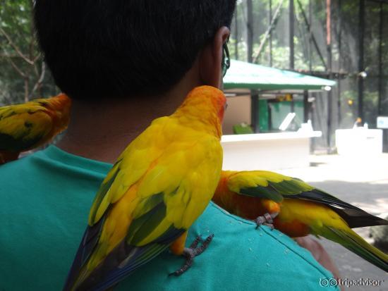 Lots of birds sit on you and almost kiss you