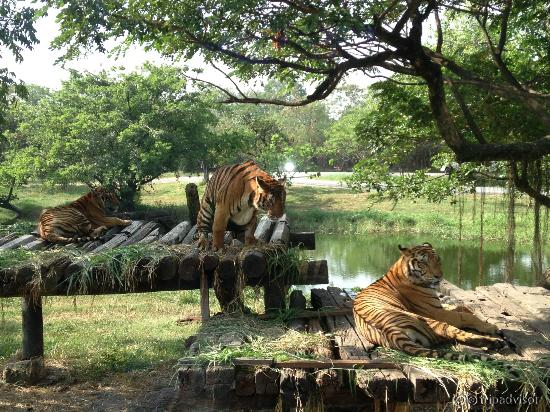 View of drive-in Safari Animal Resort