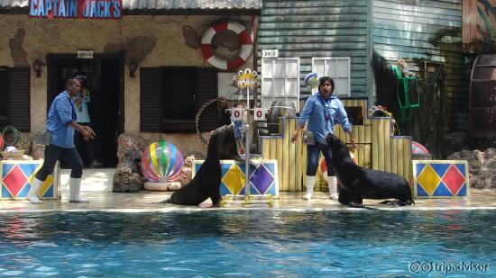 Seals are smart