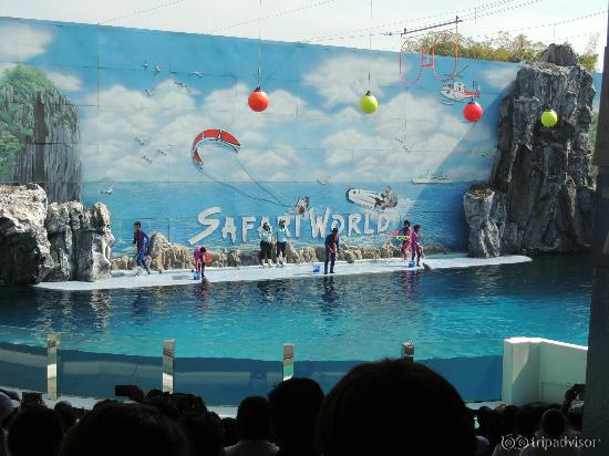 Some view of the shows