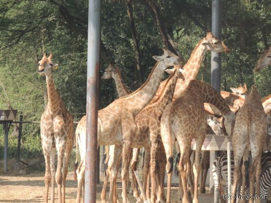 View of drive-in Safari Animal Resort