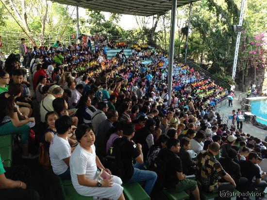 Some view of the shows