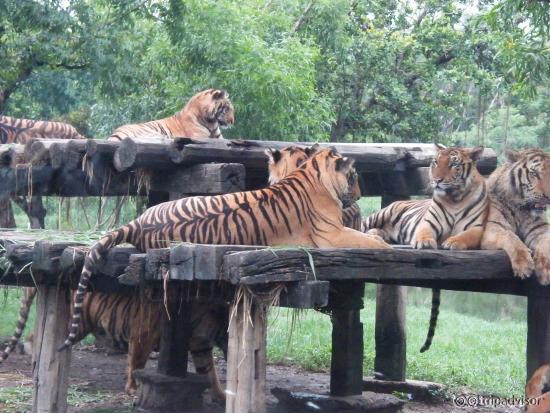 The Tiger