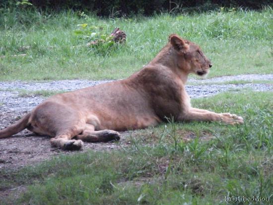 The Lion