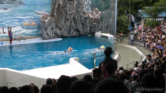 Dolphin show