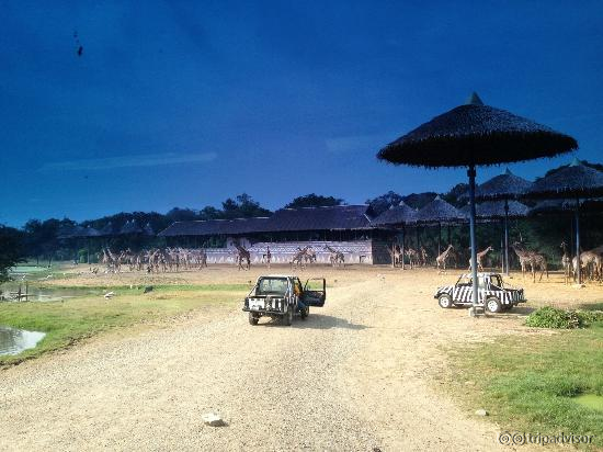 View of drive-in Safari Animal Resort