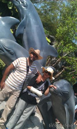 Dolphins