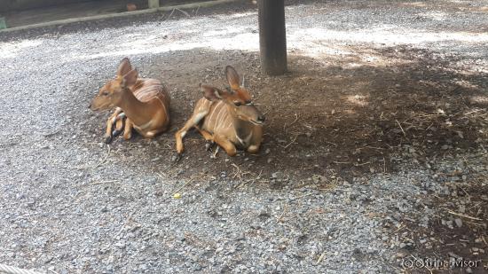 safari world