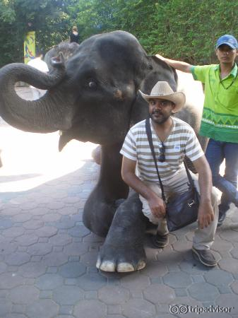 Elephant
