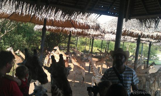 Giraffe Terrace