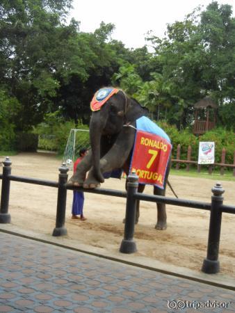 Elephant Show