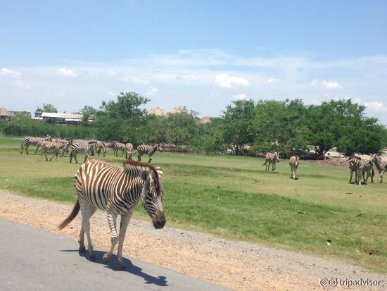 SAFARI WORLD