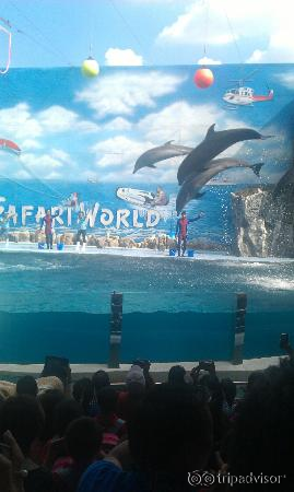 Dolphin Show