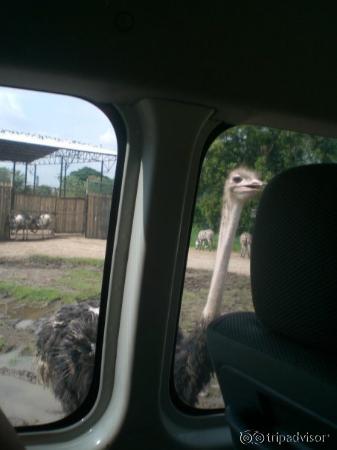 Curious bird lol