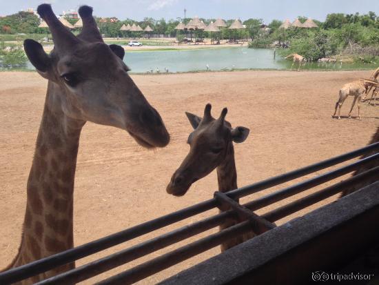 SAFARI WORLD