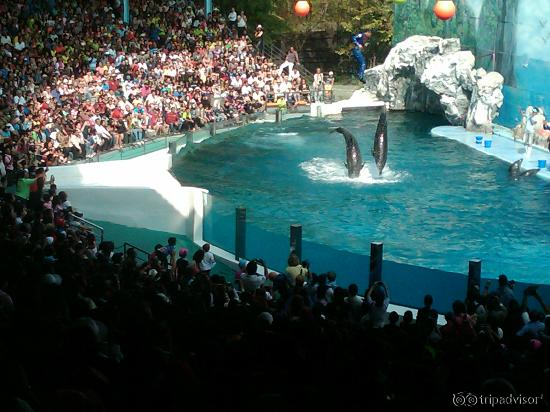 Dolphin Show