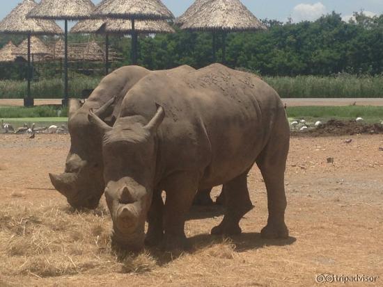 SAFARI WORLD